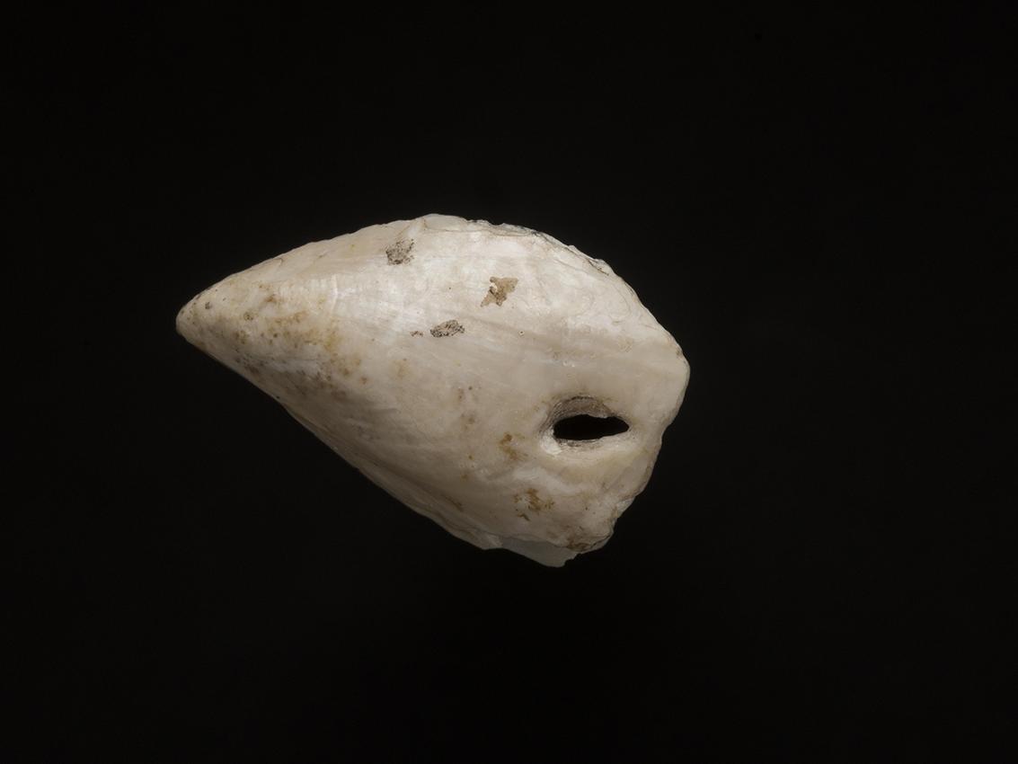 Fragmento de Mytilus sp. con el nácar expuesto y perforación natural