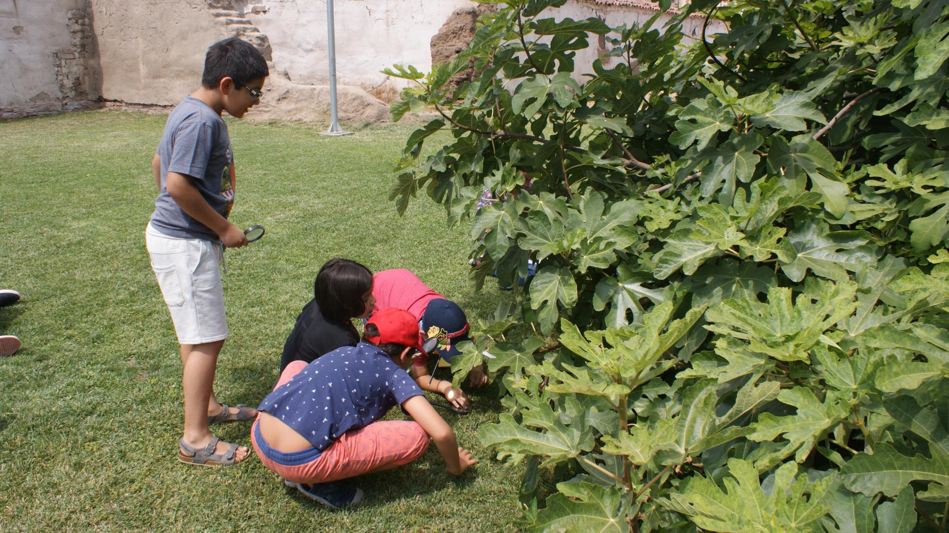 Grupo de niños que observan con una lupa una higuera frondosa