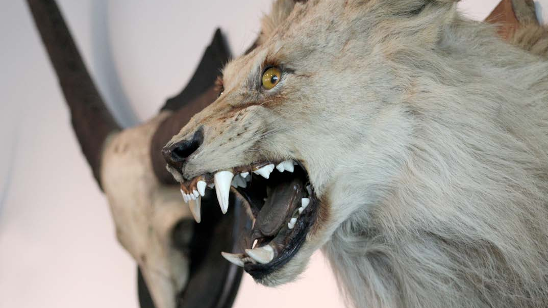 Cabeza de león machon juvenil, en estado de taxidermia Taxidermia de un León Machón Juvenil, colección del Museo de Historia Natural de Valparaíso.