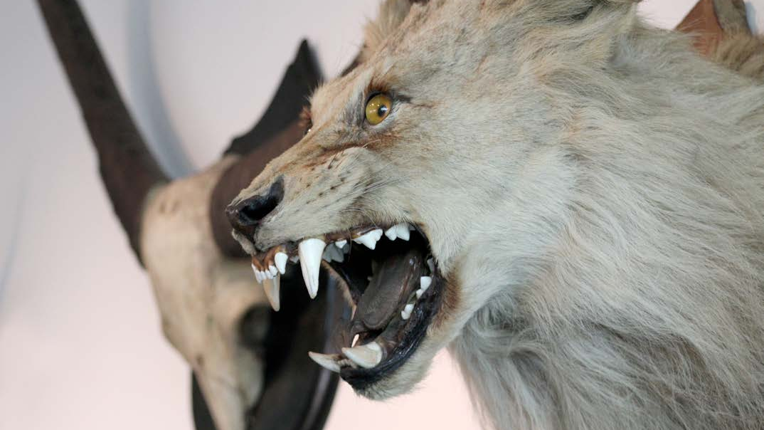 Taxidermia de un León Machón Juvenil, colección del Museo de Historia Natural de Valparaíso.