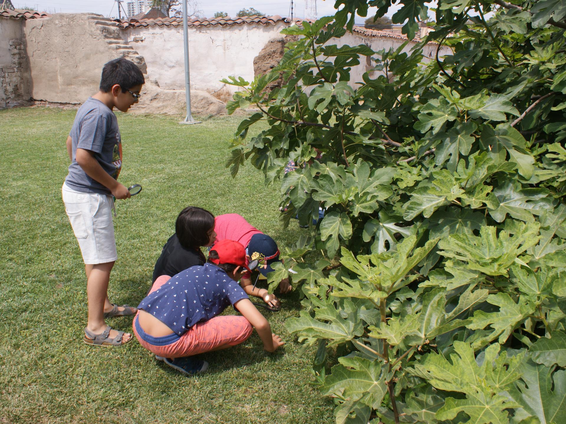Grupo de niños que observan con una lupa una higuera frondosa