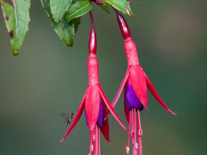 Fotografía en primer plano de un Chilco, se aprecia un ramillete de dos flores en tonos fuscias y morados, sostenidas de la rama de madera con hojas verdes.  