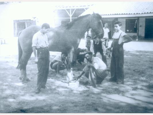 Fotografía monocromatica compuesta por un caballo, un grupo de estudiantes junto a un campesino realizando labores de herraje.