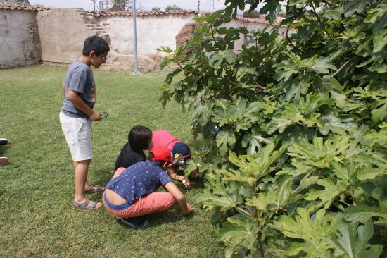 Grupo de niños que observan con una lupa una higuera frondosa