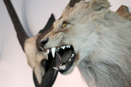 Taxidermia de un León Machón Juvenil, colección del Museo de Historia Natural de Valparaíso.