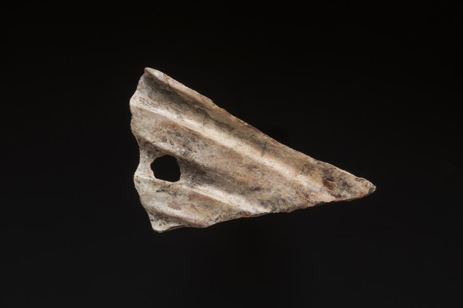 Pendiente de valva Argopecten purpuratus (ostión)