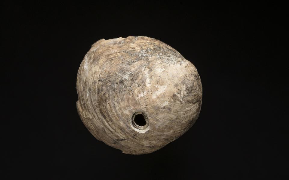 Crepidula dilatata con perforación natural