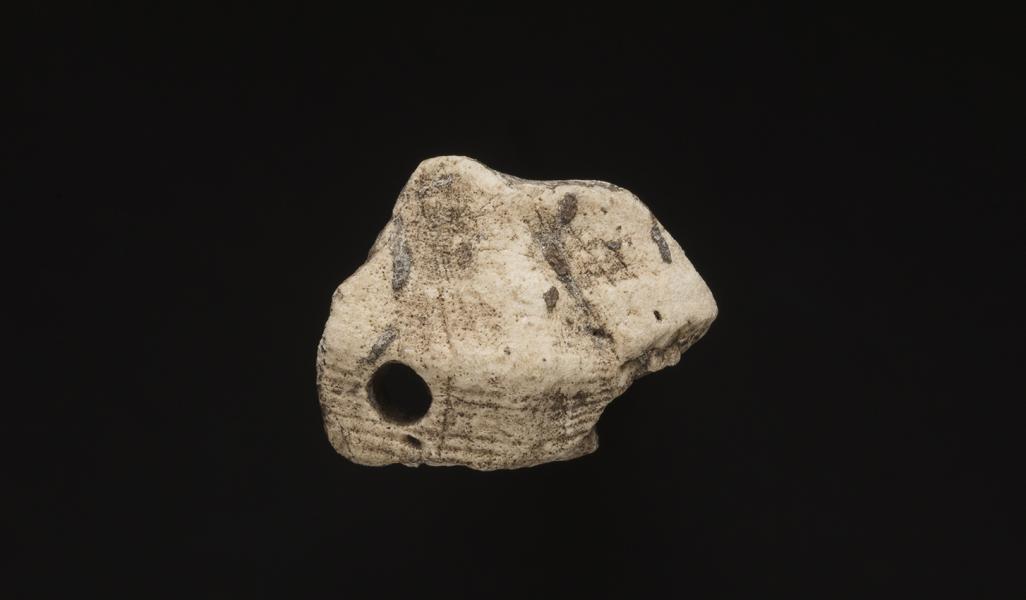 Fragmento de gastrópodo o caracol con perforación