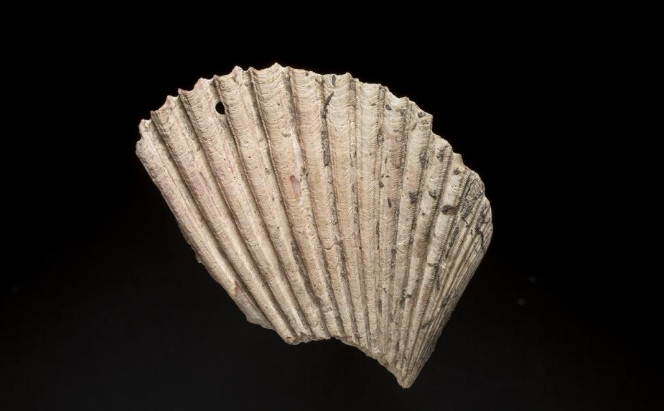 Pendiente de valva de Argopecten purpuratus (ostión)