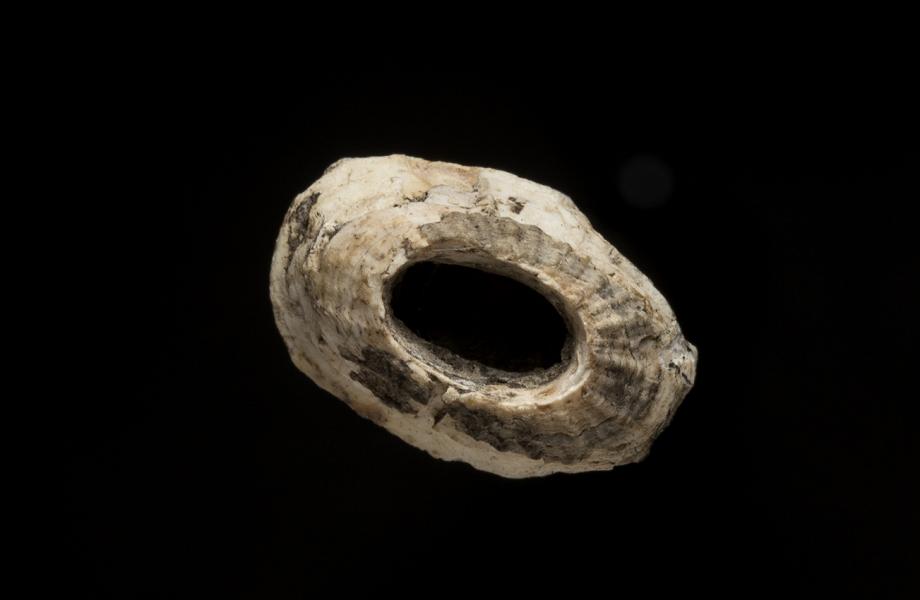 Ápex de fisurélido (lapa)