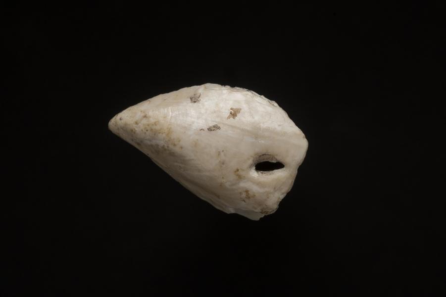 Fragmento de Mytilus sp. con el nácar expuesto y perforación natural