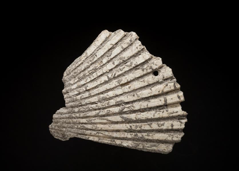 Pendiente de valva Argopecten purpuratus (ostión)