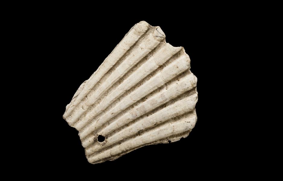 Pendiente de valva de Argopecten purpuratus (ostión)