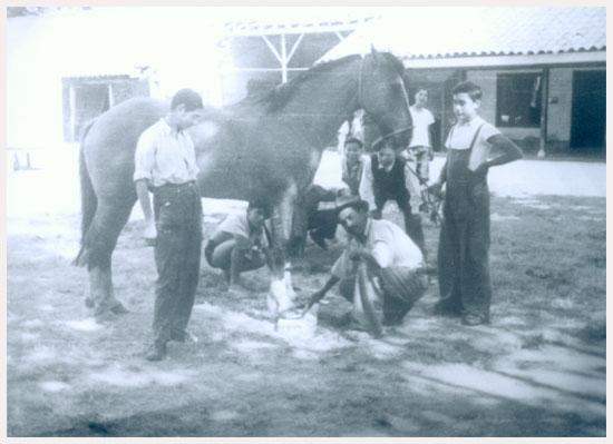 Fotografía monocromatica compuesta por un caballo, un grupo de estudiantes junto a un campesino realizando labores de herraje.